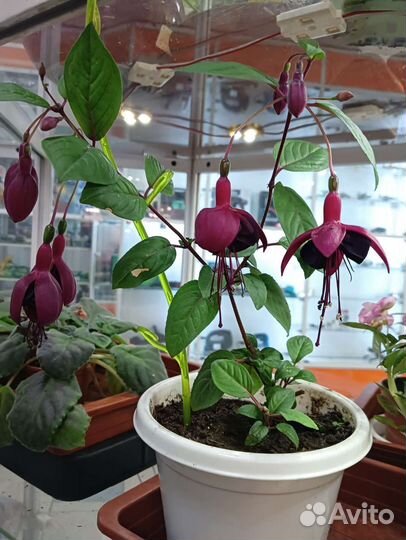 Фуксии сортовые