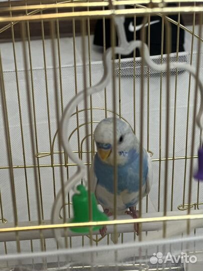 Волнистый попугай