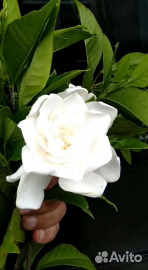 Гардения жасминовидная