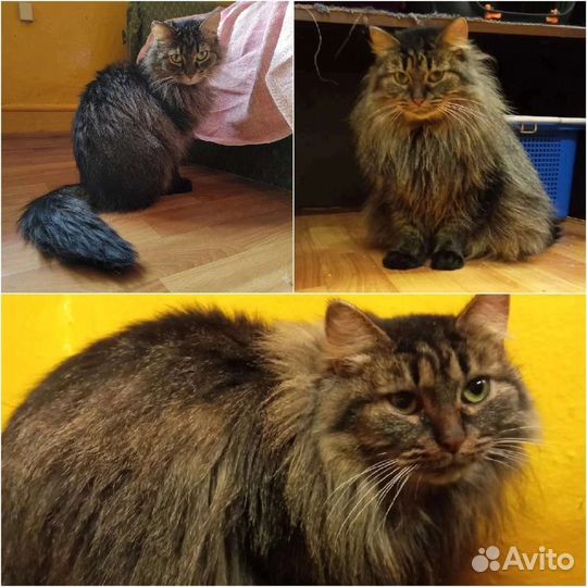 Шикарной Хонде нужен дом. На передержке