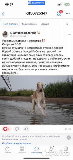 Собака русская борзая