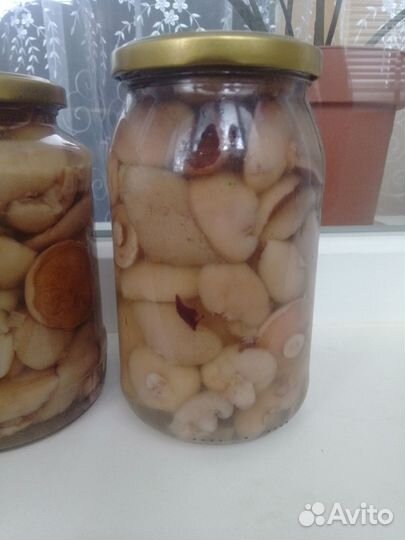 Грибы маслята