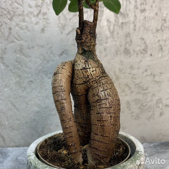 Растение Бонсай - Фикус Микрокарпа (европа)