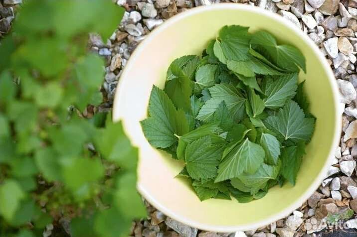 Листья смородины