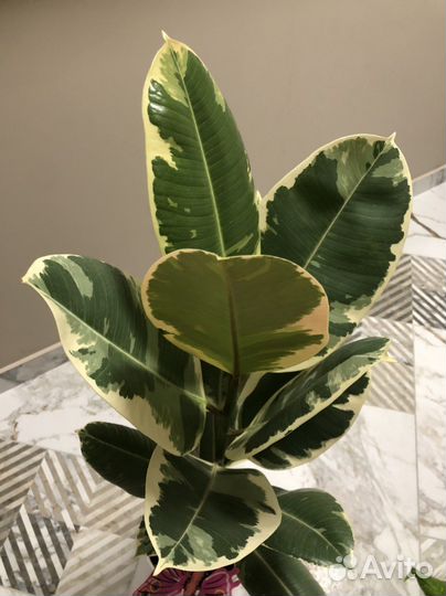 Фикус Эластика Тинеке