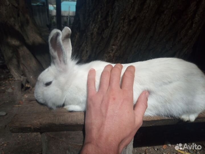 Кролики (самки)