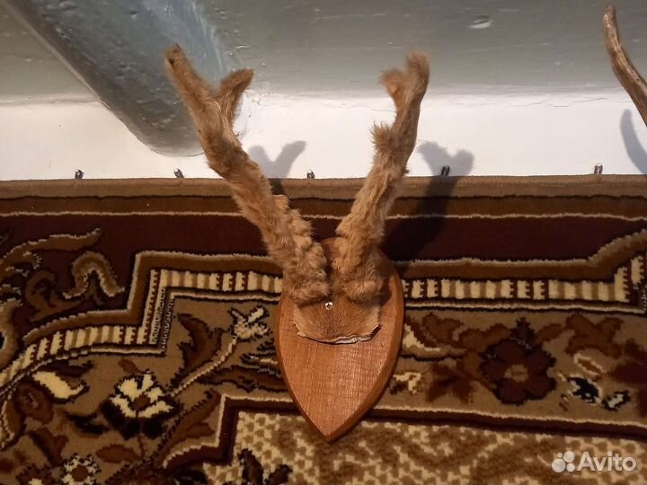 Рога косули