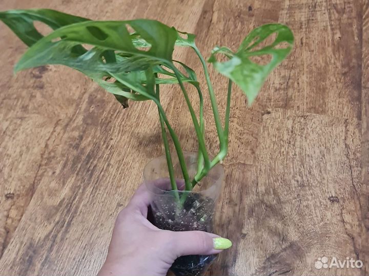 Монстера адансона индоминт