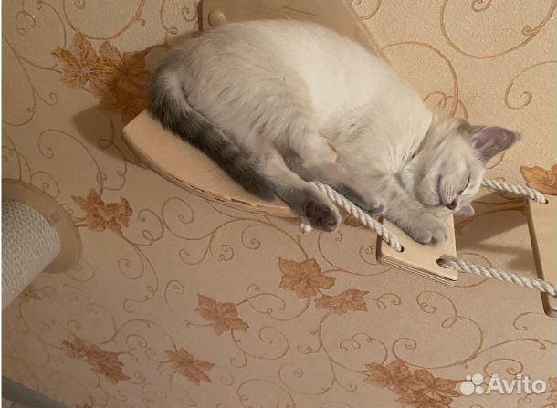 Настенный комплекс для кошки - 