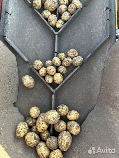 Картошка продажа