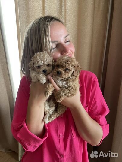 Щенки мальтипу f1