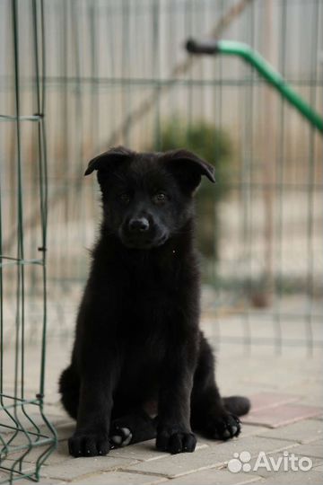 Девочка, черная немецкая овчарка, 3 месяца