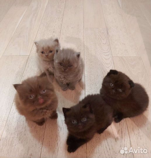 Шотландские котята