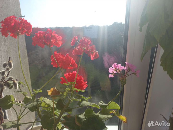 Комнатные домашние растения