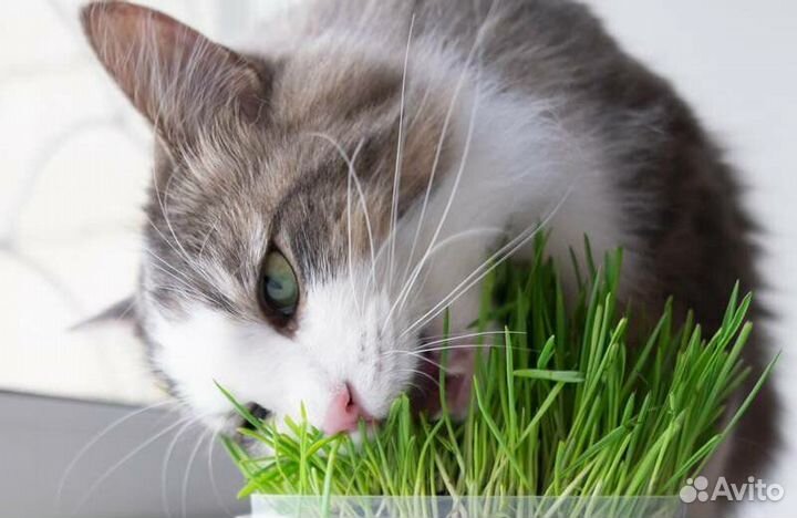 Микрозелень для животных