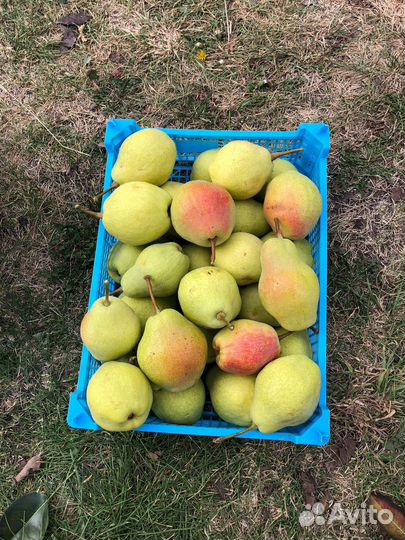 Груша крупная