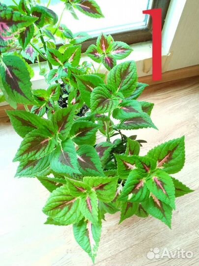 Колеус. Растение для дома и сада