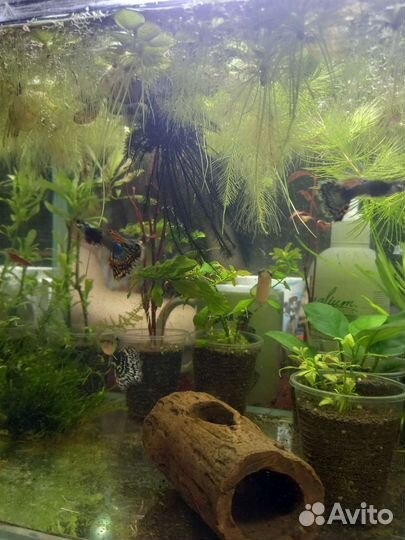 Гуппи Дамбо Красная Мозайка