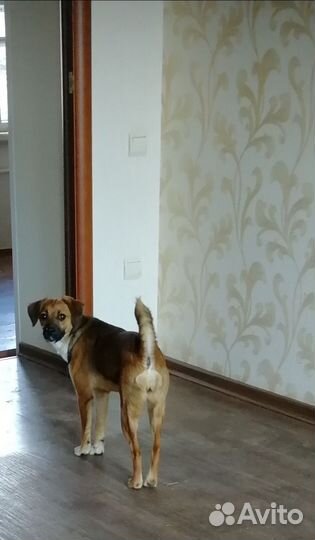 Собака в добрые руки отдам бесплатно