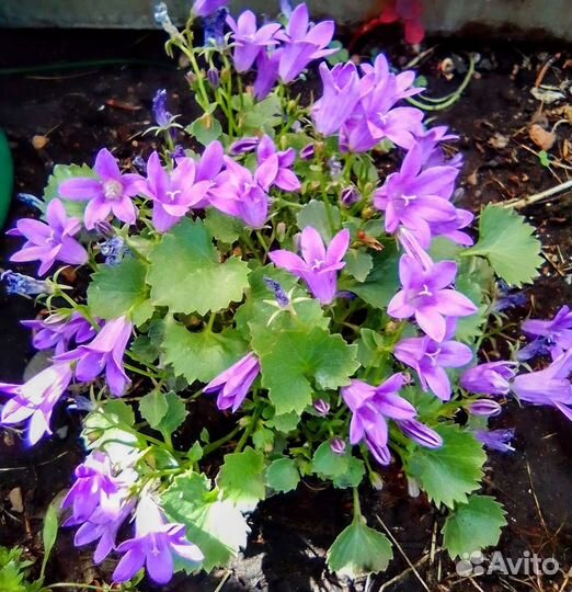 Кампанула, бегония глуар де лоррен