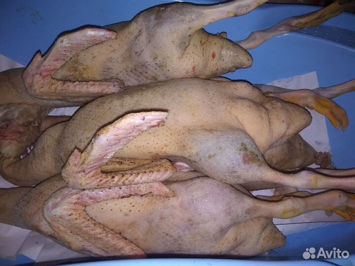 Мясо Куры Утки