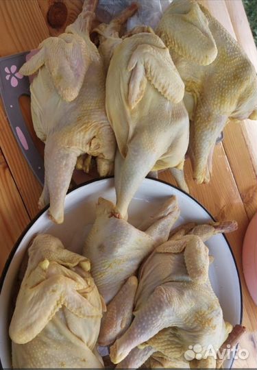 Куры домашние