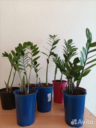 Комнатные домашние растения