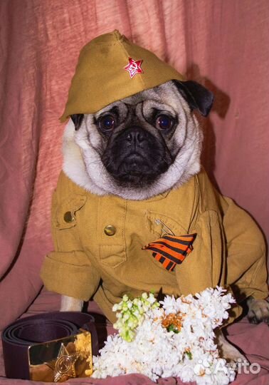 Мопс вязка мальчик