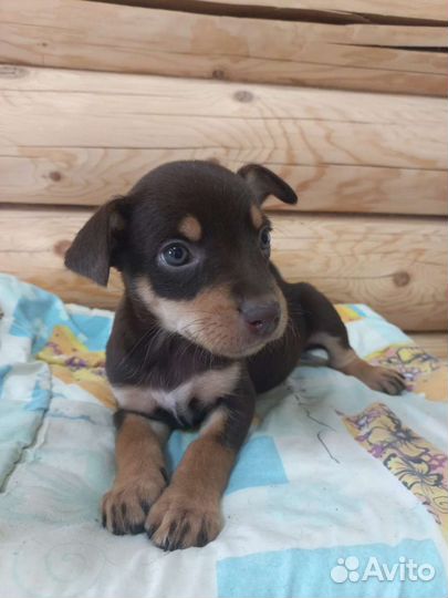 Щенки австралийской овчарки Келпи