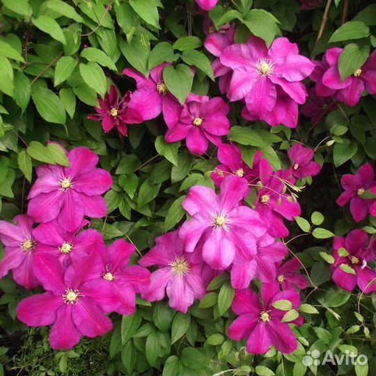 Клематисы зкс