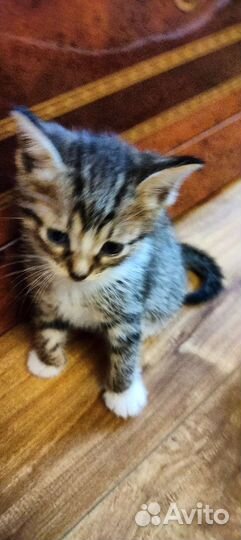 Кошка в дар бесплатно