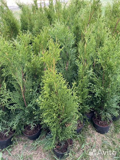 Туя смарагд туи красивые