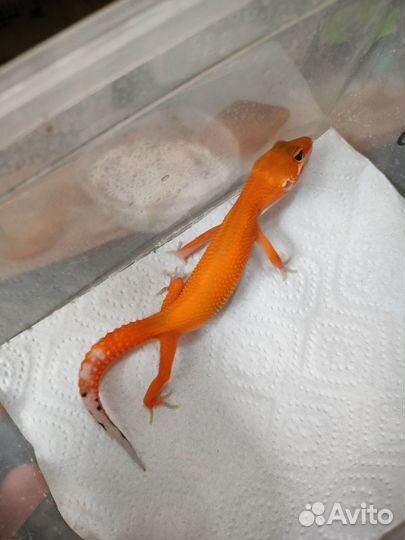 Эублефары разных морф