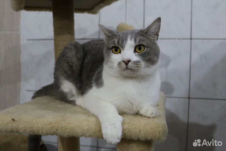 Молодой кот