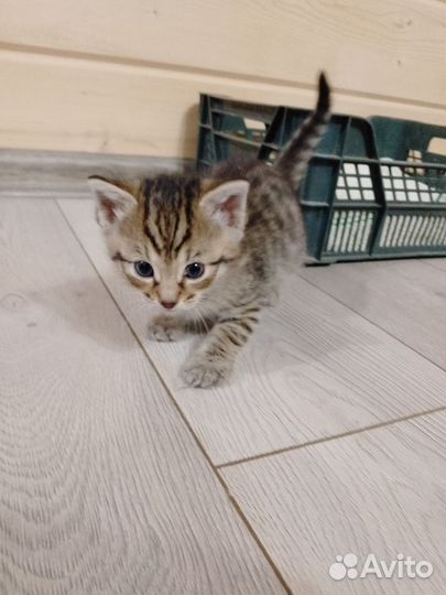 Отдам котят в хорошие руки