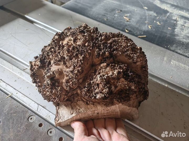 Бруски, кап карагача