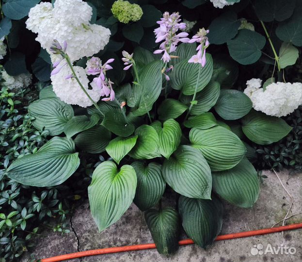 Хосты разные в горшках