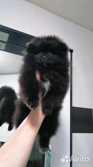 Девочка 2 месяца