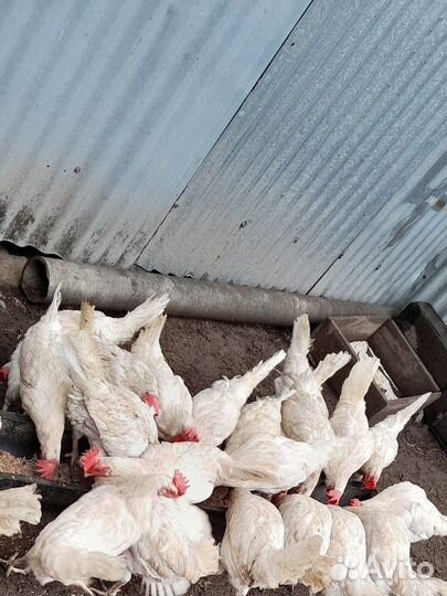 Куры несушки