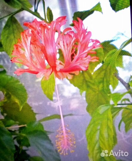 Гибискусы комнатные 4 вида