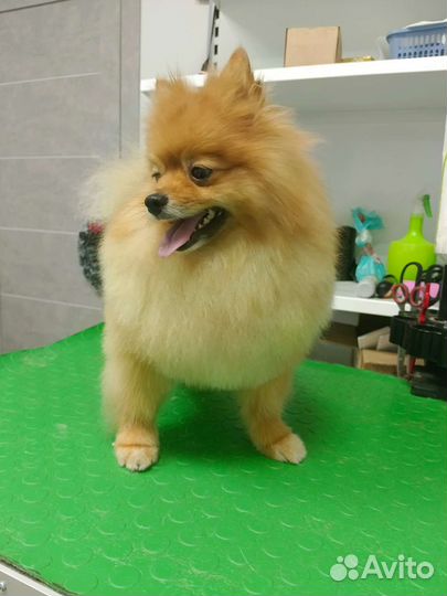 Груминг, стрижка животных