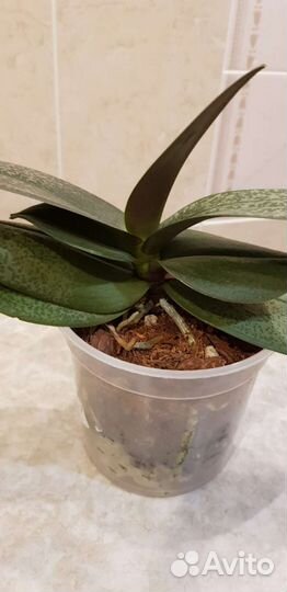 Орхидея фаленопсис