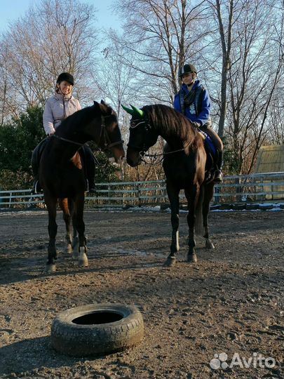 Конные прогулки/занятия по верховой езде