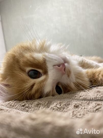 Отдам кота в добрые руки
