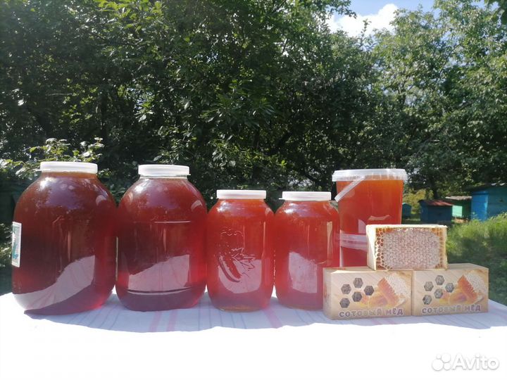 Пчелы и пчелосемьи