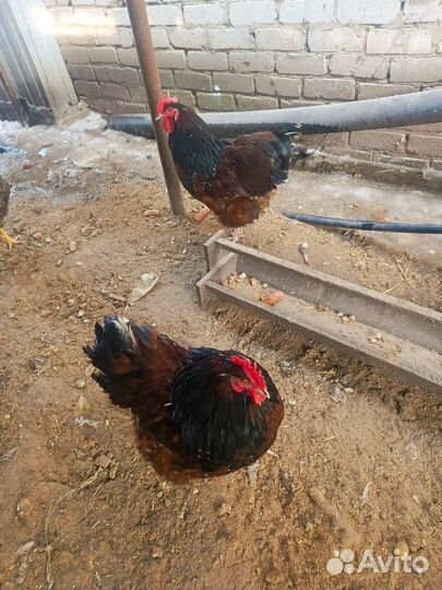 Петух орпингтон