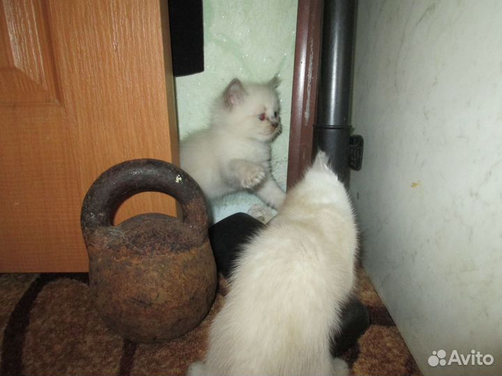 Тайские котята