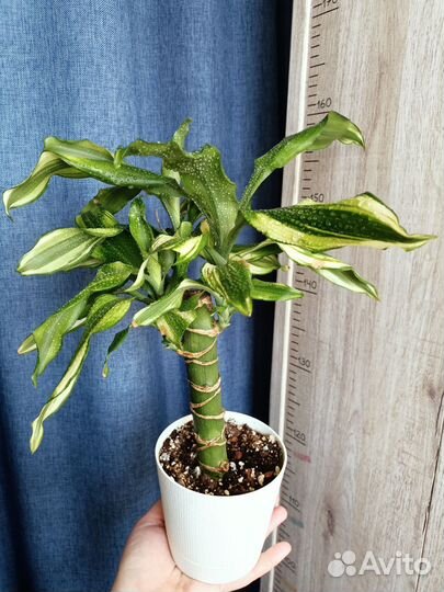 Драцены 2 сорта