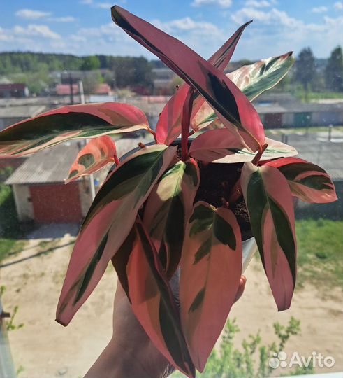 Строманта триколор