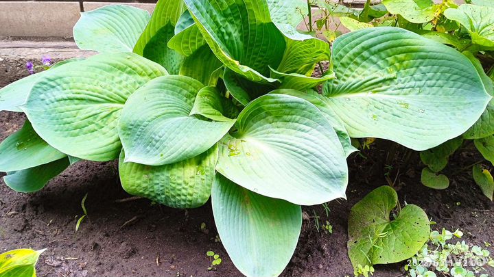 Растение Хоста